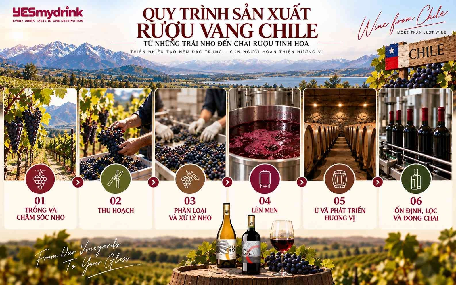 Quy trình sản xuất rượu vang Chile nhập khẩu