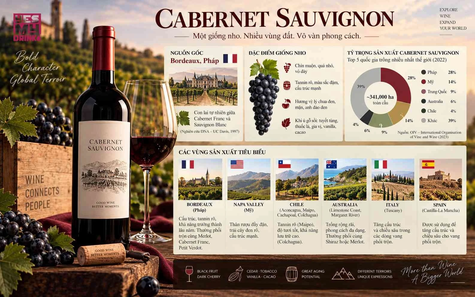 Đặc điểm giống nho Cabernet Sauvignon và các vùng trồng nho nổi tiếng